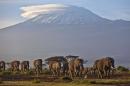 In this Monday, Dec. 17, 2012 file photo, a herd of adult and baby elephants walks in the dawn light across Amboseli National Park in southern Kenya, with the highest mountain in Africa, Mount Kilimanjaro in Tanzania, seen behind. A new study released Monday Aug. 18, 2014, by lead author George Wittemye of Colorado State University, found that the proportion of illegally killed elephants has climbed to about 65 percent of all African elephant deaths, accounting for around 100,000 elephants killed by poachers between 2010 and 2012. (AP Photo/Ben Curtis, File)