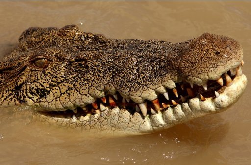A saltwater crocodile, seen in the Adelaide river near Darwin in Australia's Northern Territory, on September 2, 2008