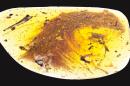 The feathered dinosaur fossil was found at an amber market in Myanmar