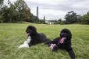 Bo and Sunny, the Obama family's new puppy, are pictured on the South Lawn of the White House in Washington