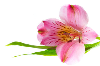Astromedia, una flor que encuentras en el mundo entero / Foto: Thinkstock