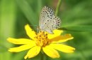In this undated photo taken by Masaki Iwata of Univesrity of the Ryukyus and released by the university, a normal adult pale grass blue butterfly suckles nectar from a flower. Japanese researchers said they found mutations in butterflies caused by radiation from the crippled Fukushima Dai-Ichi nuclear power plant. A member of the team conducting the research, Joji Otaki of the university, said Wednesday, Aug. 15, 2012, that his group's findings show radiation emitted following catastrophic meltdowns in three of the plant's reactors after it was damaged by a 9.0-magnitude earthquake and tsunami on March 11, 2011 is affecting the environment. (AP Photo/Masaki Iwata of University of the Ryukyus) NO SALES, MANDATORY CREDIT, EDITORIAL USE ONLY