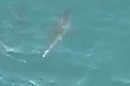 Raw: Thousands of Sharks Swim Down Fla. Coast