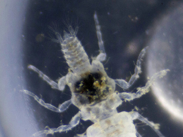 Un parásito marino recién nombrado como "Gnathia marleyi" en esta fotografía sin fecha difundida por la Fundación Nacional por la Ciencia de Estados Unidos, el miércoles 11 de julio de 2012. (Foto AP/National Science Foundation, John Artim, Departamento de Biología de la Universidad Estatal de Arkansas)