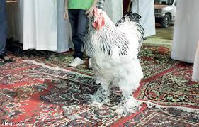 دجاجة سعودية "مزيونة" تباع بـ16 ألف ريال بالرياض 20131008091131
