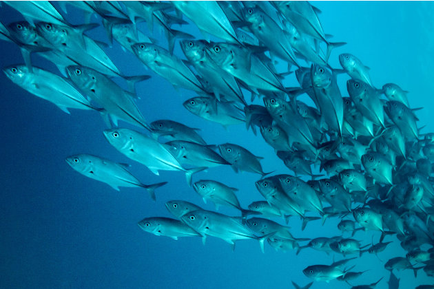 صور مذهلة لأسماك تعشق التصوير 4-CATERS-Diver-Takes-A-School-Photo-05-jpg_215005