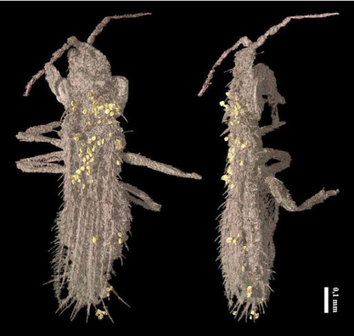 Dinosaur-Era Insects Frozen in Time During Oldest Pollination