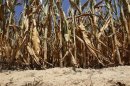 Corn plants struggle to survive in drought-stricken farm fields in Ferdinand
