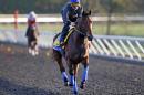 Triple Crown winner American Pharoah is ridden by exercise rider Jorge Alvarez during a workout for the Breeders' Cup horse race at Keeneland race track Thursday, Oct. 29, 2015, in Lexington, Ky. (AP Photo/Brynn Anderson)