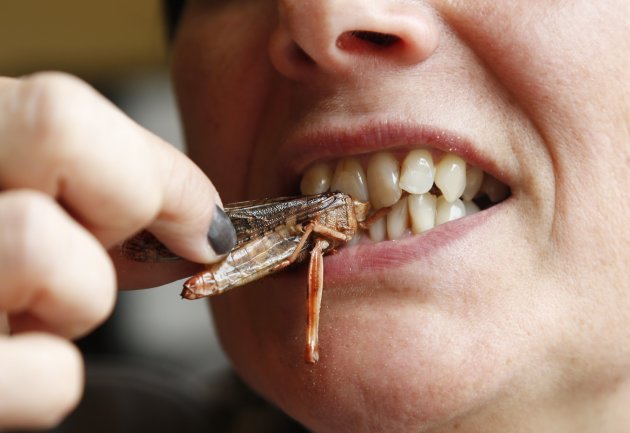 A woman eats a locust at a …