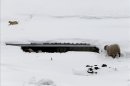 Un gato (i) camina por el tejado nevado de una granja de ovejas cuya puerta de acceso al interior permanece casi bloqueada debido a la nieve acumulada, en Urzainqui (Navarra). EFE