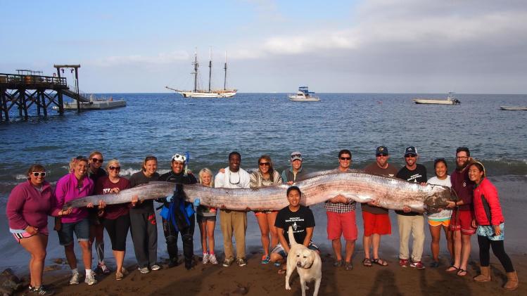 This photo released courtesy of the Catalina Island Marine Institute taken on Sunday Oct. 13, 2013 shows the crew of sailing school vessel Tole Mour and Catalina Island Marine Institute instructors holding an 18-foot-long oarfish that was found in the waters of Toyon Bay on Santa Catalina Island, Calif. A marine science instructor snorkeling off the Southern California coast spotted the silvery carcass of the 18-foot-long, serpent-like oarfish. (AP Photo/Catalina Island Marine Institute )