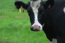 Mixed Response To 'supercow'