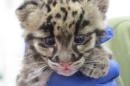 Rare Clouded Leopard Cub Welcomed to Denver Zoo