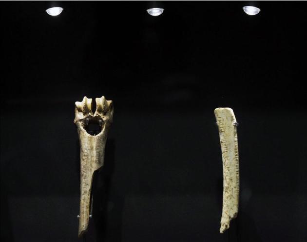 Metápodo de cabra perforado del Gravetiense (i) y un asta grabada del Magdaleniense, ambas halladas en la cueva de La Garma y que se muestran en el Museo de Prehistoria y Arqueología de Cantabria (MUP