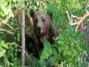 Video σοκ: Αρκούδα κατασπαράζει μαϊμουδάκι!