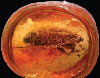 49-Million-Year-Old Cockroach Fossil Found