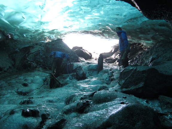 Ancient Forest Thaws From Melting Glacial Tomb