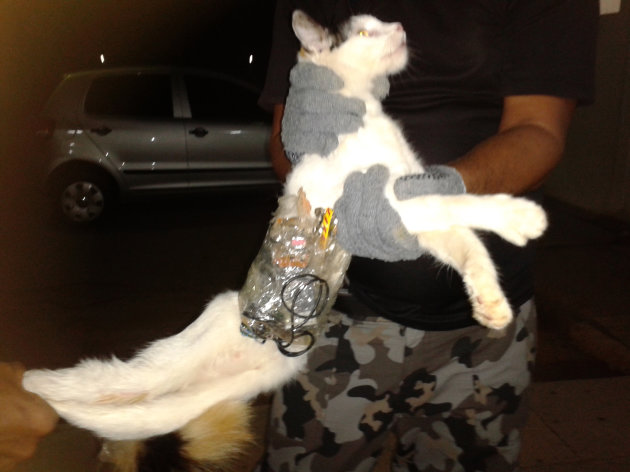 In this photo taken with a cell phone early Monday, Dec. 31, 2012, and released by Brazil's General Superintendency of Prisons of Alagoas (SGAP), guards hold a cat that has items taped to its body at a medium-security prison in Arapiraca, in Alagoas state, Brazil. A prison official says they caught the cat slipping through a prison gate with a cell phone, drills, small saws and other contraband taped to its body. (AP Photo/SGAP)