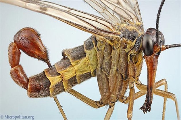 Top 10 côn trùng kỳ dị 'ngoài hành tinh'