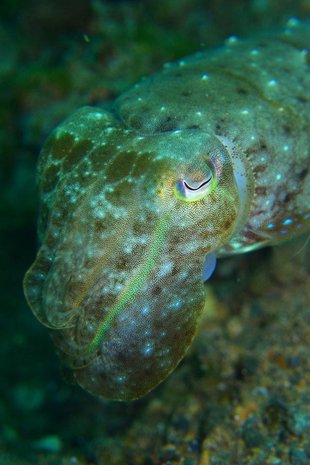 Cuttlefish, like this one photographed at Anilao, Philippines, change colours like a laser light and squirt black ink when they are threatened.