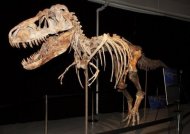 O esqueleto semi-completo de um Tyrannosaurus bataarencontrado no deserto de Gobi na Mongólia