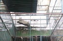 In this Feb. 18, 2015 image released by Mexico's Federal Environmental Prosecutor's Office or Profepa on Monday, Feb. 23, 2015, several large felines in cages are stacked on top of each other at the Club de los Animalitos zoo in Tehuacan, Puebla state, Mexico. Profepa says more than 100 animals were rescued after an inspection of the zoo found everything from bears and big cats to buffalo and dromedaries living in tiny enclosures with no climate control, lack of proper flooring in the pens and in some cases, the animals' waste was falling on top of others. (AP Photo/Profepa, Rodrigo David Lopez Villa)