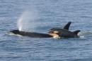Handout photo of a female killer whale and her newborn calf are seen in Grays Harbor