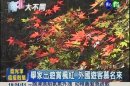 台中福壽山農場 楓紅層層詩意濃