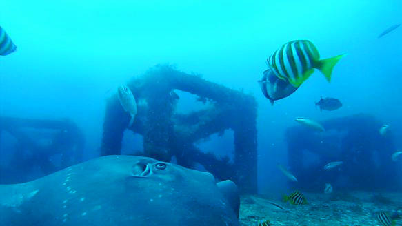 A New Kind of Artificial Reef Is Saving Fish