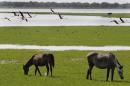 Wild horses graze at the Donana National park, southern Spain, on June 15, 2009