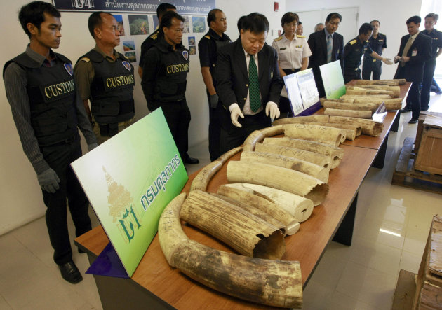 Thai customs officials show the seized ivory during a news conference in Bangkok, Thailand Tuesday, July 17, 2012. 158 pieces of African ivory were seized last week while an attempt to smuggle into th