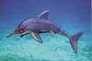 'Out of Time' Fossil Reveals Ancient Ocean Diversity