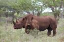 Texas club auctions right to hunt endangered rhino