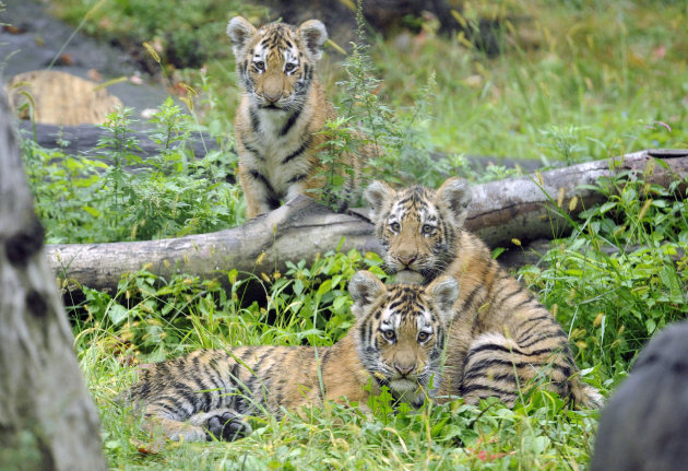 CORRECTS THAT MAN DID NOT LOSE LEG, ADDS NEW INFO ON HIS CONDITION- FILE- In this Sept. 20, 2010 photo provided by the Wildlife Conservation Society, three Amur tiger cubs rest by a fallen tree limb at the Tiger Mountain exhibit at the Bronx Zoo in New York. Authorities say a visitor at the Bronx Zoo leaped from an elevated monorail train and plummeted into an exhibit, where he was mauled by a tiger. New York City police say the man suffered puncture wounds to his back from the mauling. Police say he also has a broken ankle and a broken arm. (AP Photo/WCS, Julie Larsen Maher, File)