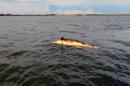 A picture released by the Federal Prosecutor for Environmental Protection (PROFEPA) shows a dead dolphin near Altamura Island on October 15, 2015