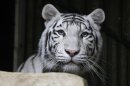 Un tigre blanco indio, Surya Bara, en el zoo de Liberec, este jueves
