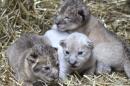 A rare white lion cub is seen in a handout picture released by the Omaha Henry Doorly Zoo and Aquarium in Omaha