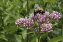 Handout photo of a bumblebee foraging on a flowering joe-pye-weed in Vermont