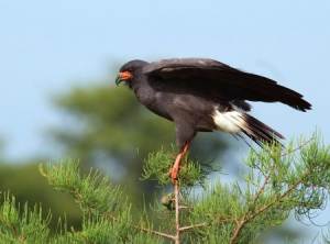 A Snail Kite, one of Florida’s iconic breeding bird species, perches on a branch at J. W. Corbett Wildlife Management Area near West Palm Beach