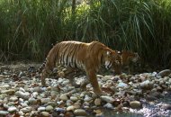 Fotografía cedida por el departamento nepalí de Parques de una pareja de tigres en el Parque Nacional de Chitwan, una especie de la que Nepal se ha impuesto duplicar la población para 2022. EFE