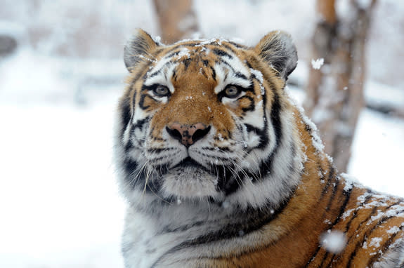 Elusive Siberian Tigers Captured in Brilliant Images (Photos)