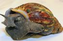 This undated photo provided by United States Department of Agriculture (USDA) showing one of the snails from an air cargo shipment of 67 live snails that arrived at Los Angeles International Airport on July 1, 2014. Officials said that the 35 pounds of snails arrived from Nigeria along with paperwork stating they were for human consumption. Officials say the snails were intercepted and were subsequently identified after a sample was sent to U.S. Department of Agriculture specialists in Washington, D.C. (AP Photo/USDA, Greg Bartman)