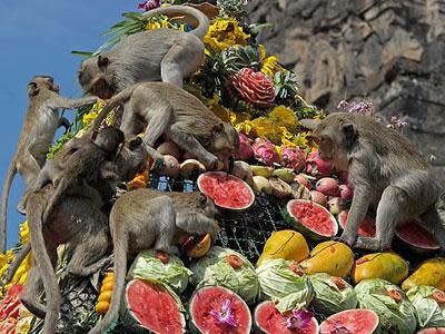 Wah, Di Thailand Ada Festival Pesta Monyet yang Meriah