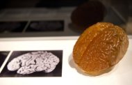 Foto e modelo do cérebro de Albert Einstein na exposição "Brains: mind of matter" em Londres, em março.