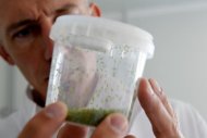 Le directeur industriel de Biotop, Eric Thouvenin, montre une boîte d'élevage de punaises Macrolophus Pygmaeus le 24 juillet 2013 sur le site de Livron-sur-Drôme