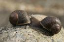 Tweet #SnailLove to Help Lonely Mollusk Find a Mate