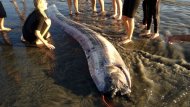 Second Sea Serpent Washes up in California (ABC News)