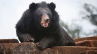 Black Bear Mauls Florida Woman, Drags Her Out of Garage (ABC News)