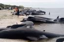 Heartbreaking images emerge of mass stranding of over 400 whales